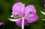 Fireweed